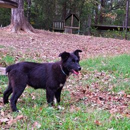 Girl 2 - Australian Shepherd puppy from Falls Australian Shepherds