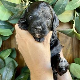 Cypress - Black female Bernedoodle puppy in Superior, Arizona from Mountain Bridge Doodles
