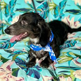 Reggie - AKC - Dapple male Dachshund puppy in Omaha, Nebraska from Colorful Dachshunds