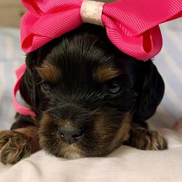 Girl 4 - female Cockapoo puppy in Richton, Mississippi from Magnolia Hill Doodles