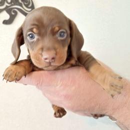 Teddy - Chocolate and tan male Dachshund puppy in Marshall, Texas from Wilson's Kennels