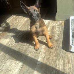Yellow collar 3 - Red sable female Belgian Malinois puppy in Midway, Georgia from C4MALINOIS