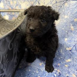 Lucy - Black female Mudi puppy in Central, South Carolina from Ewenique Kennels
