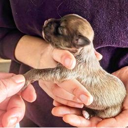 Boy 3 - male Chinese Crested puppy in Highland Park, Michigan from Family Kennel Dao Dog