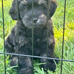 Black - Black male Goldendoodle puppy in Holland, Michigan from WAG 52nd