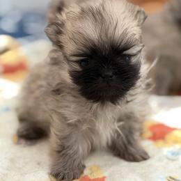 Elvis - Beaver male Pomeranian puppy in Newport Beach, California from Exotic City Pomeranians and chihuahuas