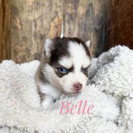 Bell - Chocolate female Pomsky puppy in Grass Valley, California from Karalot Pomskies