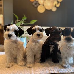Miniature Schnauzer Puppies from Bearded Besties of Alabama