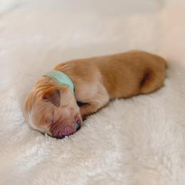 Sparks, turquoise collar female - Golden female Golden Retriever puppy in Forest Hill, Texas from Gillit Family Goldens of NTX