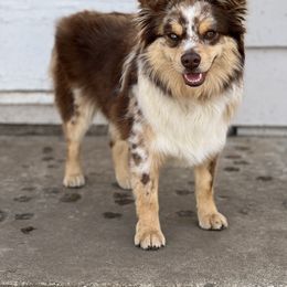 Etta - Miniature Australian Shepherd