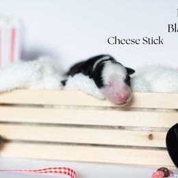 Cheese Stick - Black tri male Miniature Australian Shepherd puppy in Wooster, Ohio from Kari's Mini Aussies