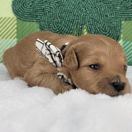 Florence - Apricot female Goldendoodle puppy in Temecula, California from Oodles O'Doodles