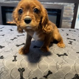 Cavalier King Charles Spaniel Puppies from Kimberlys Cavalier Palace