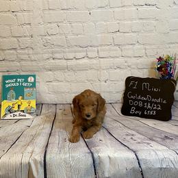 Goldendoodle and Poodle Puppies from Partridge Doodles and Poodles