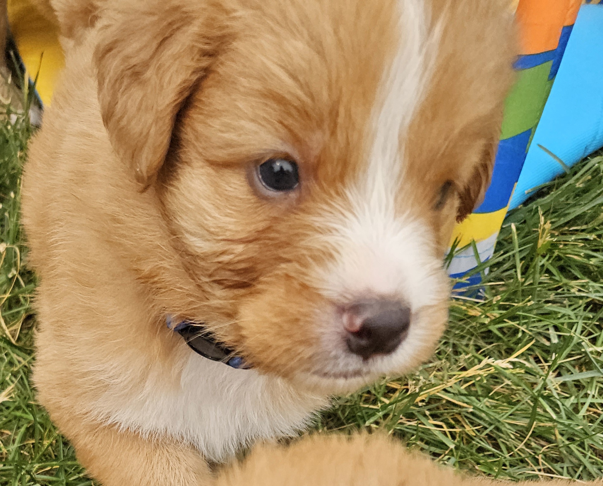 Nova Scotia Duck Tolling Retriever Puppies from Sundance Tollers