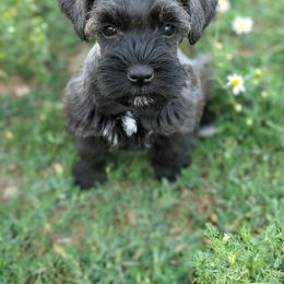 Aussiedoodle and Miniature Schnauzer Puppies from Cedar Creek Ranch