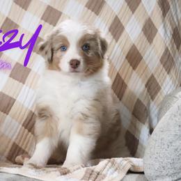 Sneezy - Red merle male Australian Shepherd puppy in Keytesville, Missouri from Dogwood Lane Canine