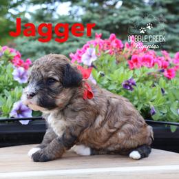 Jaggar - Sable male Bernedoodle puppy in Heyworth, Illinois from Cobble Creek Puppies