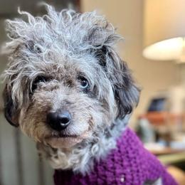 Aussiedoodles and Poodles from Scroggins Creek Doodles