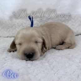 Boo - Cream male Dachshund puppy in Alto, Texas from Double W Doxies