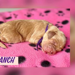 Ranch - Goldendoodle puppy in Bartow, Florida from Furever Doodles