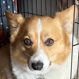 Pembroke Welsh Corgis from Galaxy of Corgi