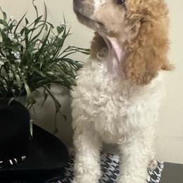 Sawyer - Apricot male Poodle puppy in Douglas, Georgia from Big Mama’s Beauties