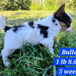Bullet - White black and tan male Papillon puppy in Davenport, Washington from Lovely Ladies and Little Asses Miniature Equines (L3A Pomeranians & Papillons)