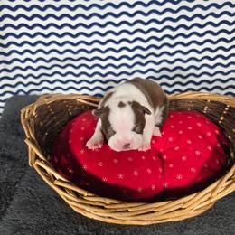 Chloe - Red female Boston Terrier puppy in Millers Creek, North Carolina from Tumbling Shoals Hilltop Bostons