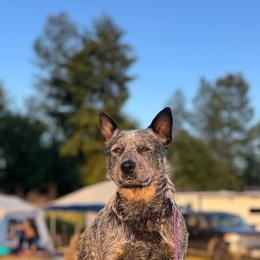 Jade - Australian Cattle Dog