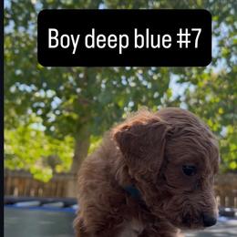 Ron - Red  male Goldendoodle puppy in Golden, Colorado from Golden Mesa Doodles