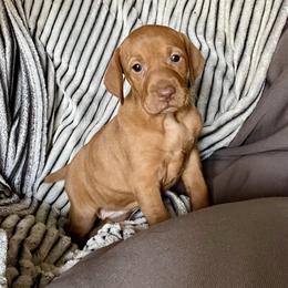 Adeleine - Golden rust female Vizsla puppy in Bloomington, Indiana from Envizion