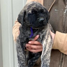Donatello - Brindle male Mastiff puppy in Wewoka, Oklahoma from P Diamond Mastiffs