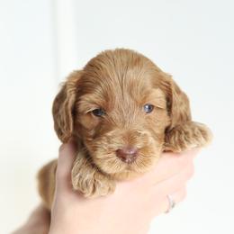 Orange - Caramel male Australian Labradoodle puppy in Williamstown, New York from Lewis Manor Labradoodles