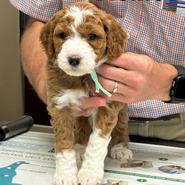Rosie now Nellie - Red  female Goldendoodle puppy in Travelers Rest, South Carolina from Bailey Mountain Doodles