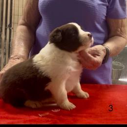 Puppy 3 - Red male Border Collie puppy in Farmersville, Texas from Omegamtn Border Collies