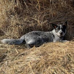 Rose - Australian Cattle Dog