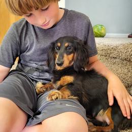 Reta - Dachshund