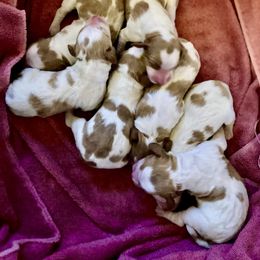 F1 - Orange and white female Brittany puppy in Alburtis, Pennsylvania from Triumphant Kennels