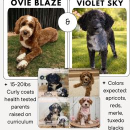 DEPOSIT SPOT 2 - Apricot male Goldendoodle puppy in Watertown, New York from True Friend Doodles