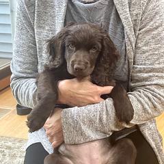 Boykin Spaniel Puppies from Bayhill Boykins