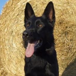 German Shepherds from Vom Wustefeuer German Shepherds