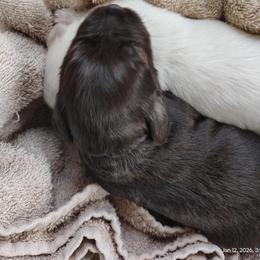 Skye - Liver male Miniature Schnauzer puppy in Temple, Texas from Schnauzers Of Taylor