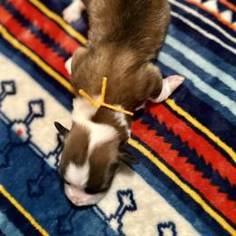 Orange Collar Boy Oakley - Sable male Pembroke Welsh Corgi puppy in Paris, Kentucky from Flat Run Corgis