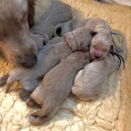Girl 2 - Golden female Golden Retriever puppy in Sacramento, California from Bear State Goldens
