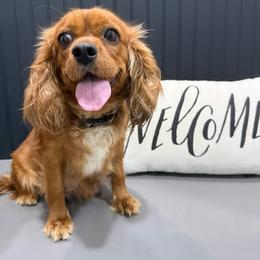 June - Cavalier King Charles Spaniel