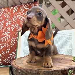 Queso 2800 - Chocolate and tan female Dachshund puppy in Hendersonville, North Carolina from Snarky Doxy Miniature Dachshunds