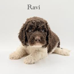 Ravi - Chocolate male Goldendoodle puppy in Milford, Pennsylvania from Doodles Are Golden
