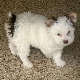 AKC Registered Grace - Chocolate, tan and white female Yorkshire Terrier puppy in Eustis, Florida from Angel Spun Yorkies