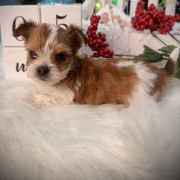 Girl 1 - Parti female Yorkshire Terrier puppy in Machesney Park, Illinois from Three Yorkie Family